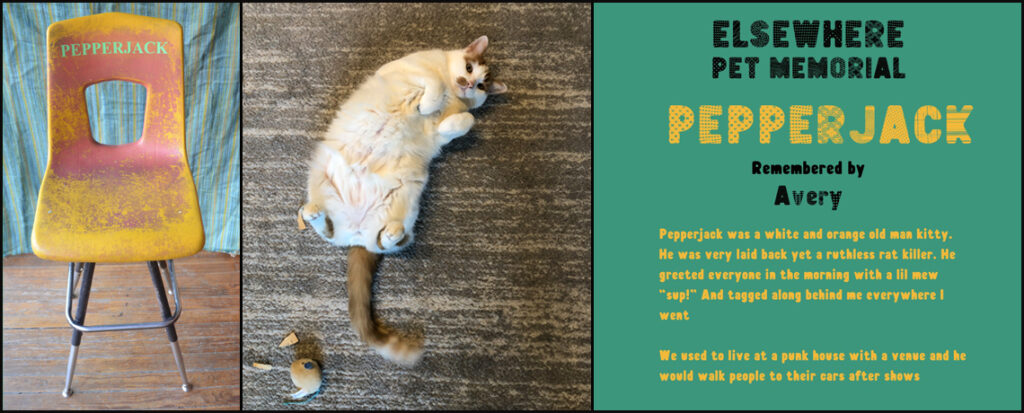School with pet name Pepperjack, photo of cat Pepperjack, written memory of Pepperjack by Avery